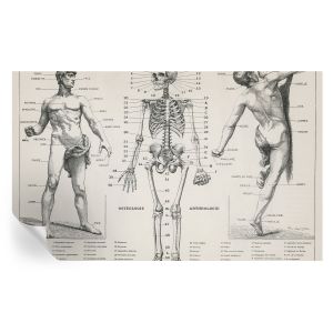 Murales autoadhesivos anatomía clásica 416x254 tulup