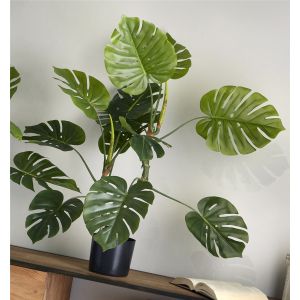 Planta split philo 110 cms. 110 cms