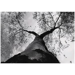 Papel pintado blanco y negro bosque 400x280 fotomurales sala living
