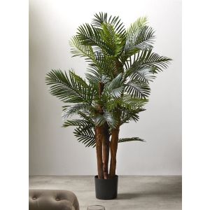 Planta kentia 156 cms. 156 cms