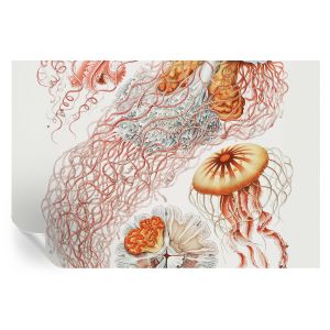 Murales autoadhesivos medusas elegantes 104x152 tulup
