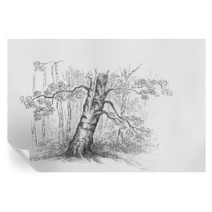 Murales autoadhesivos árbol del bosque 104x152 tulup